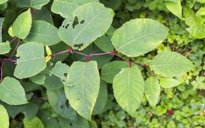 afbeelding Japanse duizendknoop afbeelding Japanse duizendknoop