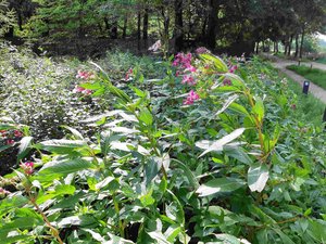 Afbeelding Reuzenbalsemien Afbeelding Reuzenbalsemien