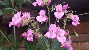 Afbeelding Reuzenbalsemien Afbeelding Reuzenbalsemien