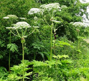 afbeelding reuzenberenklauw afbeelding reuzenberenklauw